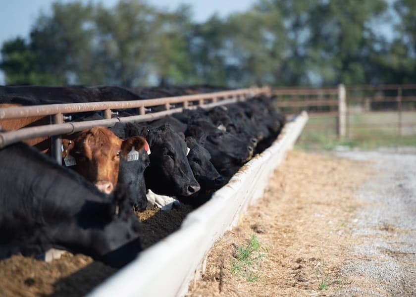 Protect and Optimize Cattle Cost of Gain Into 2023 Drovers